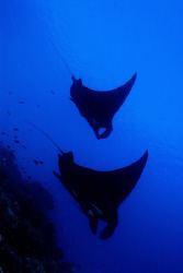 Black Mantas on final approach !! by Tunc Yavuzdogan 